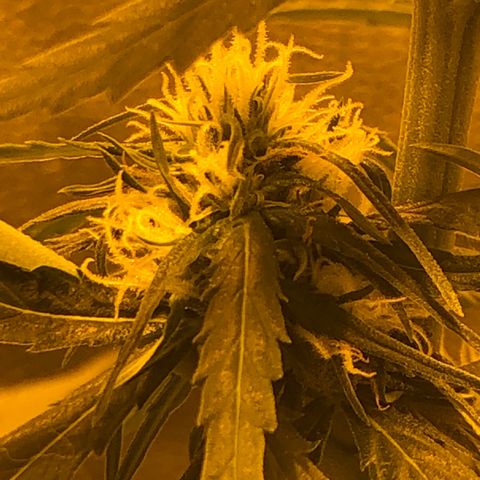 Critical Lemon CBD growlog timeline photo