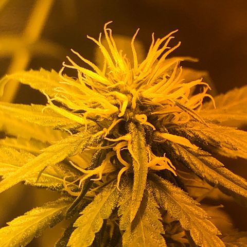 Critical Lemon CBD growlog timeline photo