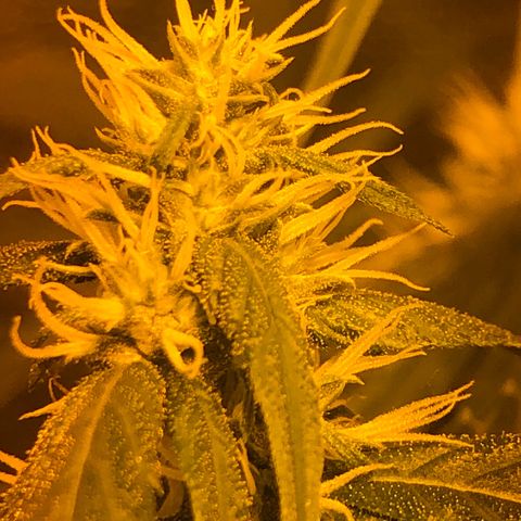 Critical Lemon CBD growlog timeline photo