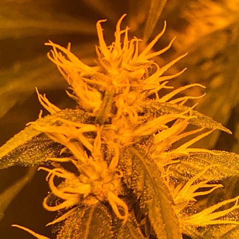 Critical Lemon CBD growlog timeline photo
