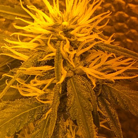 Critical Lemon CBD growlog timeline photo