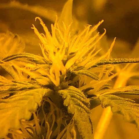 Critical Lemon CBD growlog timeline photo