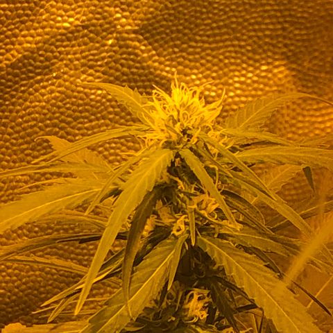 Critical Lemon CBD growlog timeline photo
