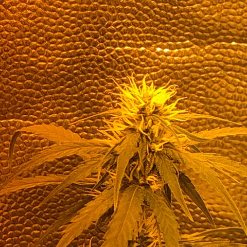 Critical Lemon CBD growlog timeline photo