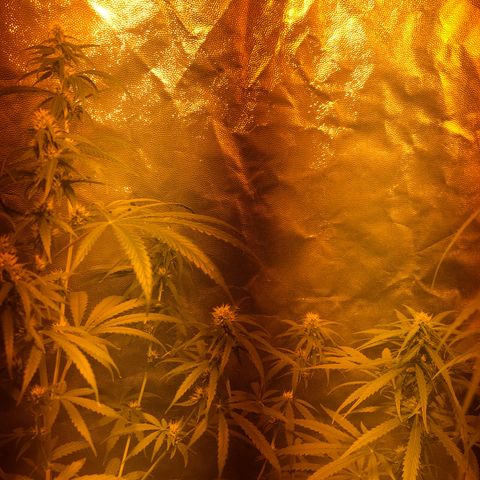 Critical Lemon CBD growlog timeline photo