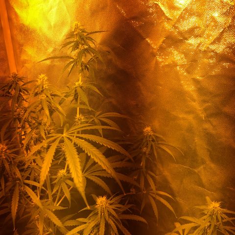 Critical Lemon CBD growlog timeline photo