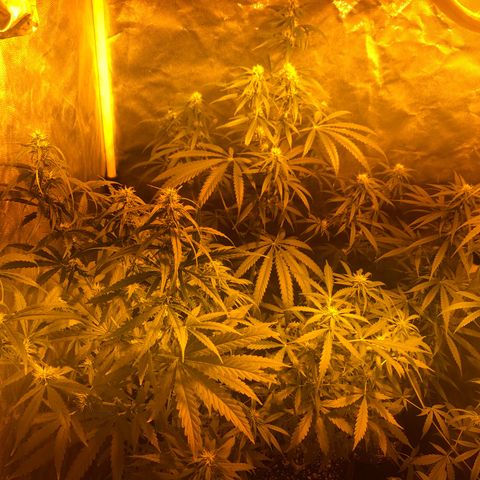 Critical Lemon CBD growlog timeline photo