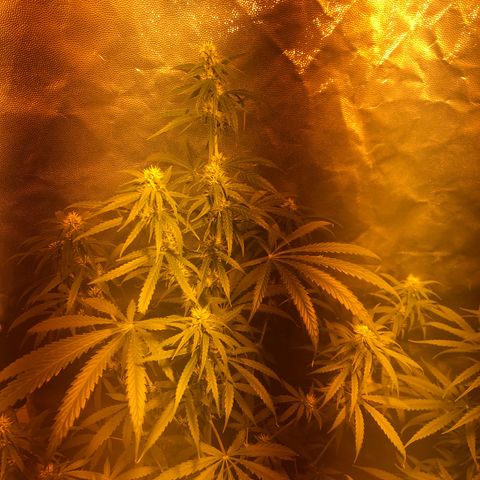 Critical Lemon CBD growlog timeline photo