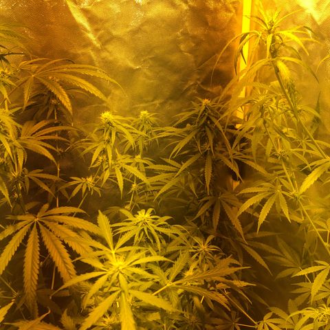 Critical Lemon CBD growlog timeline photo