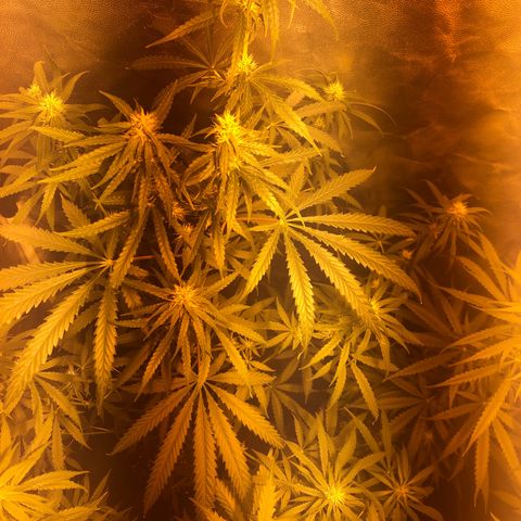 Critical Lemon CBD growlog timeline photo