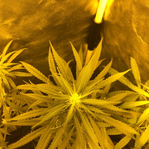 Critical Lemon CBD growlog timeline photo