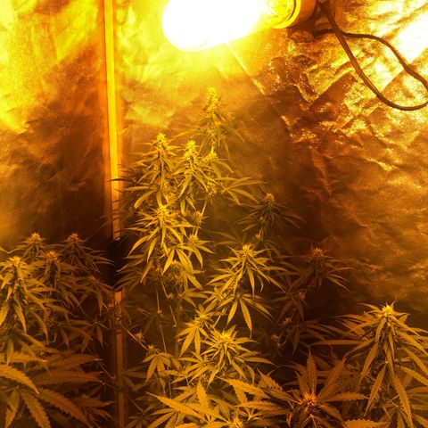 Critical Lemon CBD growlog timeline photo