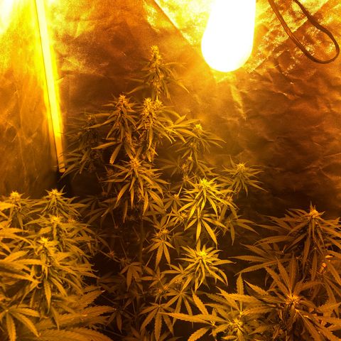 Critical Lemon CBD growlog timeline photo