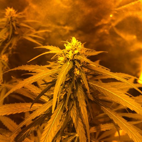 Critical Lemon CBD growlog timeline photo