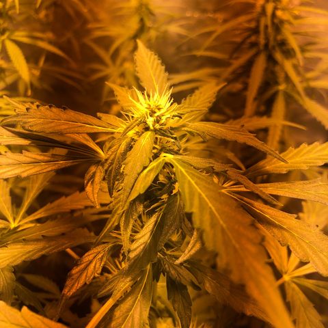 Critical Lemon CBD growlog timeline photo