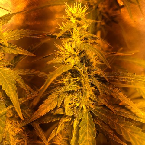 Critical Lemon CBD growlog timeline photo