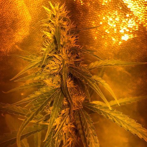 Critical Lemon CBD growlog timeline photo