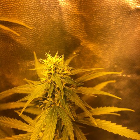 Critical Lemon CBD growlog timeline photo