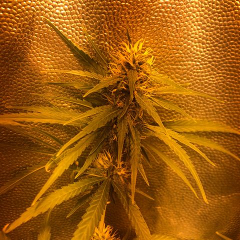 Critical Lemon CBD growlog timeline photo