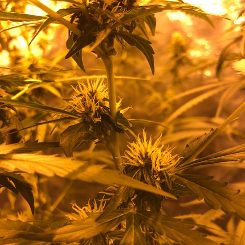 Critical Lemon CBD growlog timeline photo