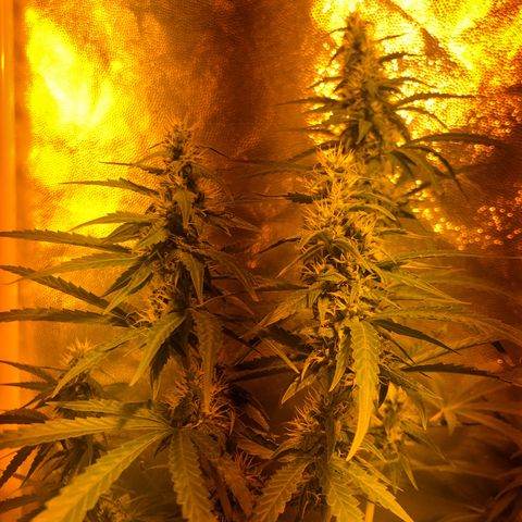 Critical Lemon CBD growlog timeline photo