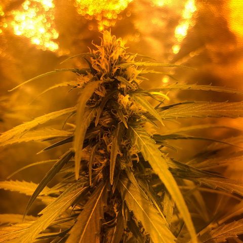 Critical Lemon CBD growlog timeline photo