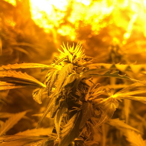 Critical Lemon CBD growlog timeline photo