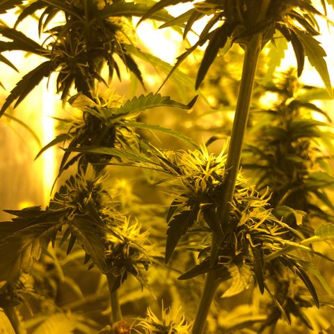 Critical Lemon CBD growlog timeline photo