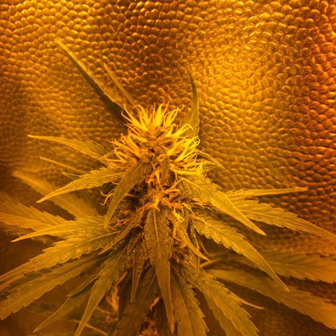 Critical Lemon CBD growlog timeline photo