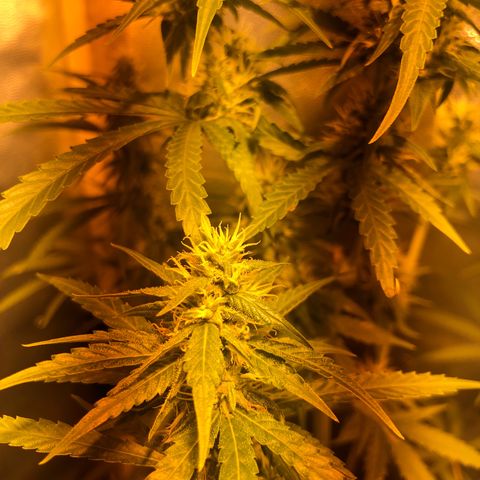 Critical Lemon CBD growlog timeline photo
