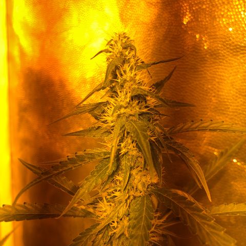 Critical Lemon CBD growlog timeline photo
