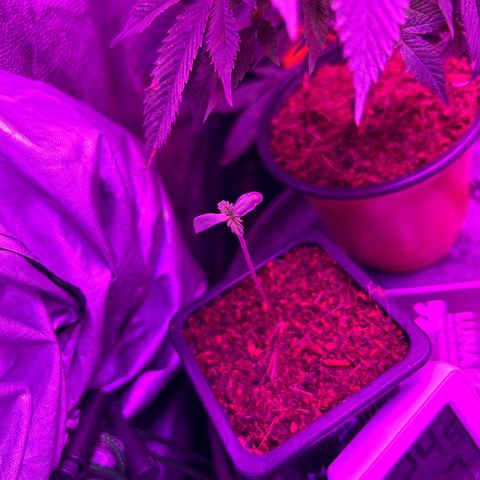 Mystery Plant growlog timeline photo