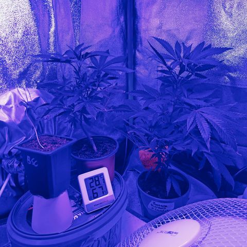 Mystery Plant growlog timeline photo