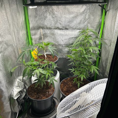 Mystery Plant growlog timeline photo