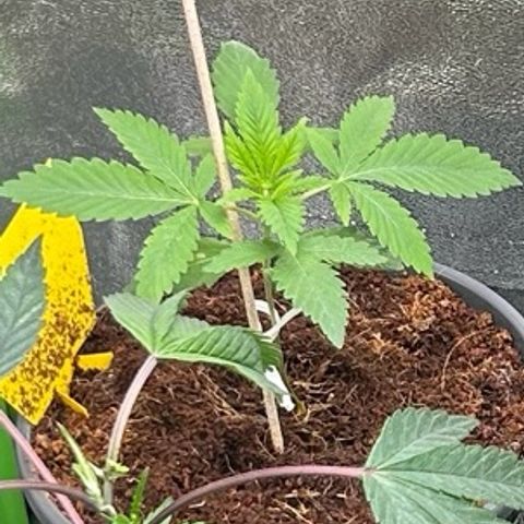 Mystery Plant growlog timeline photo