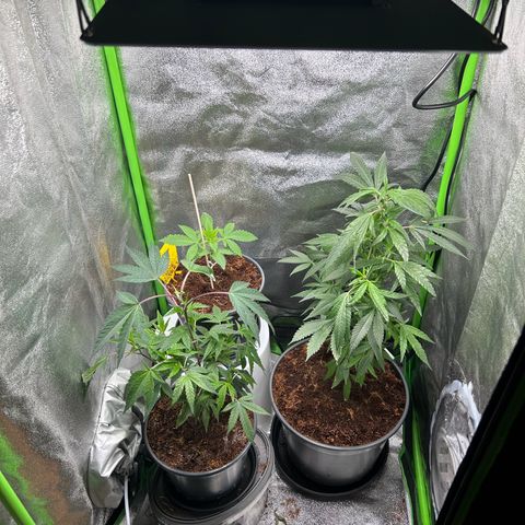 Mystery Plant growlog timeline photo