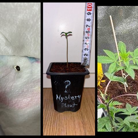 Mystery Plant growlog timeline photo