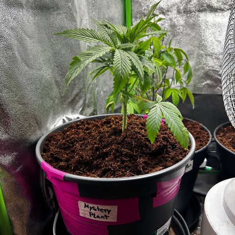 Mystery Plant growlog timeline photo