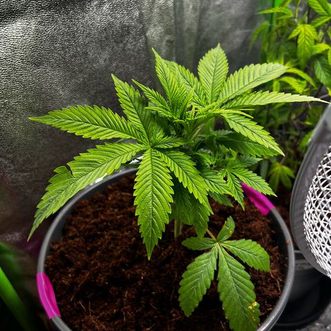 Mystery Plant growlog timeline photo