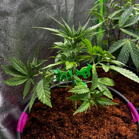 Mystery Plant growlog photo: Clips added