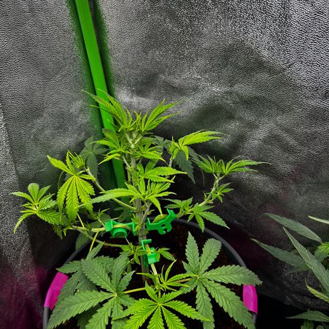 Mystery Plant growlog timeline photo