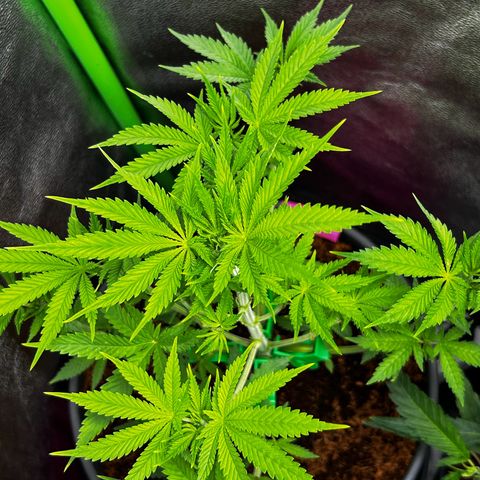 Mystery Plant growlog timeline photo
