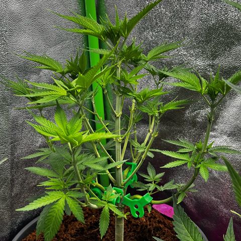Mystery Plant growlog timeline photo