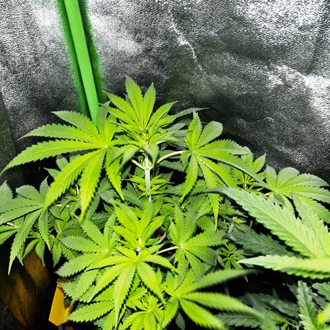 Mystery Plant growlog timeline photo