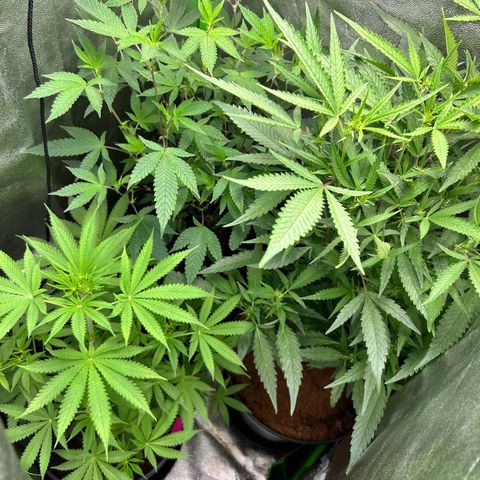 Mystery Plant growlog photo: Plant on the power left