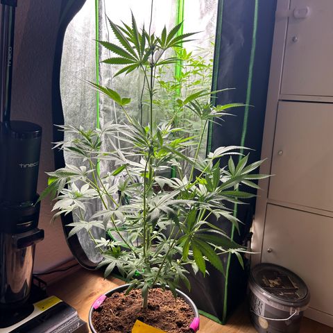 Mystery Plant growlog timeline photo