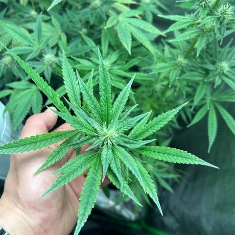 Mystery Plant growlog timeline photo
