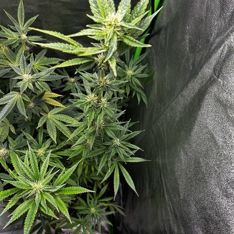Mystery Plant growlog timeline photo