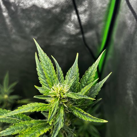 Mystery Plant growlog timeline photo
