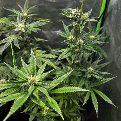 Mystery Plant growlog timeline photo